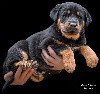  - 2 superbes chiots beaucerons noir et feu disponibles