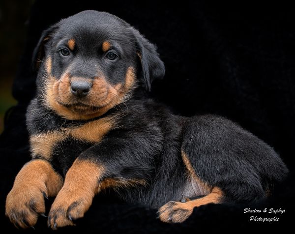 Du Royaume De Galadriel - Chiot disponible  - Berger de Beauce