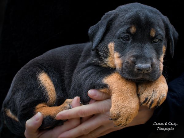 Du Royaume De Galadriel - Chiot disponible  - Berger de Beauce