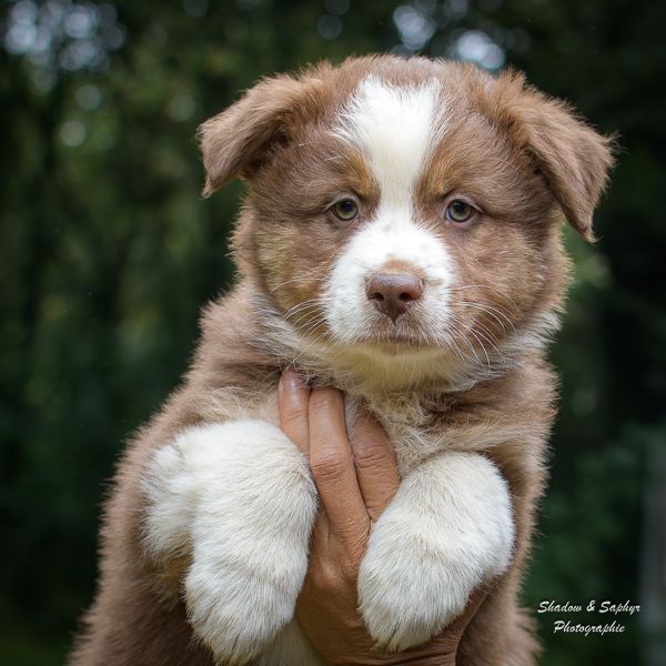 Du Royaume De Galadriel - Chiot disponible  - Berger Australien