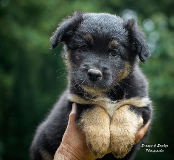 Du Royaume De Galadriel - Chiot disponible  - Berger Australien