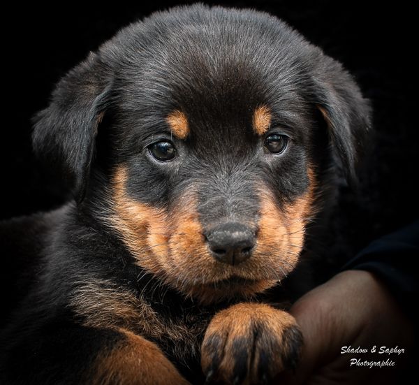 Du Royaume De Galadriel - Chiot disponible  - Berger de Beauce