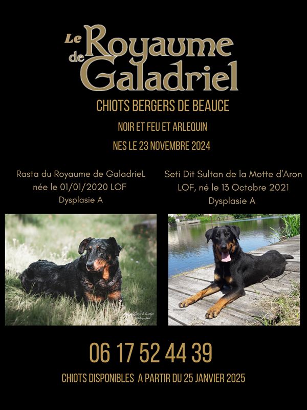 chiot Berger de Beauce Du Royaume De Galadriel