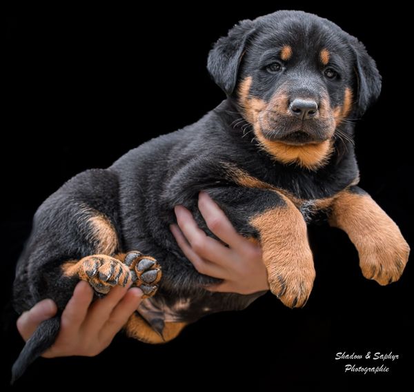 Du Royaume De Galadriel - Chiot disponible  - Berger de Beauce