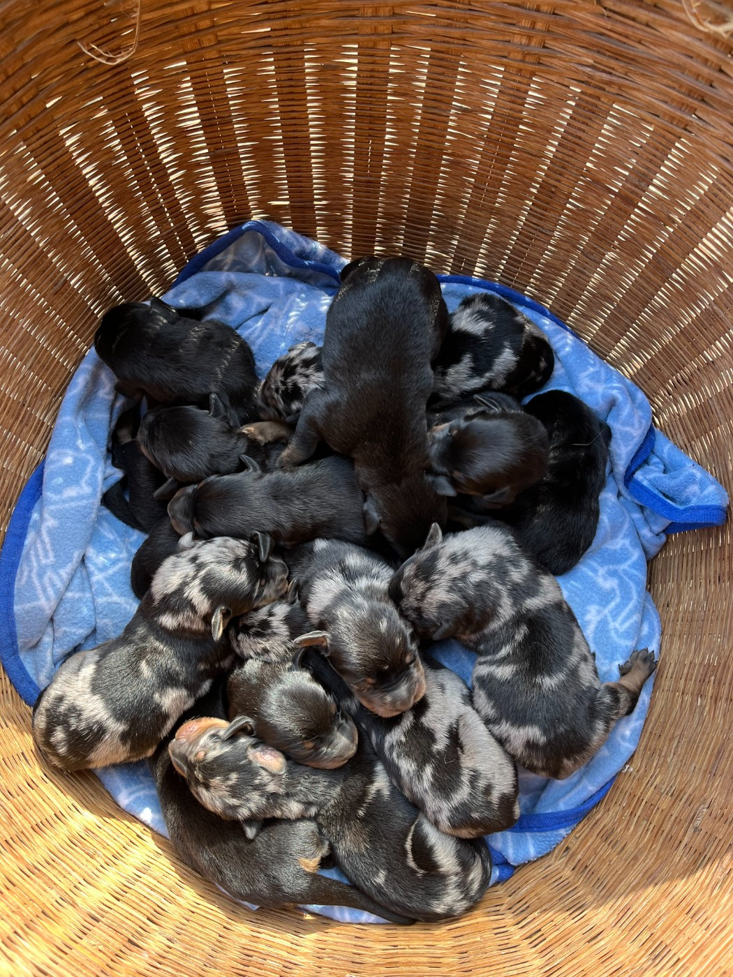 Une magnifique portée arlequin et noir et feu est née le 22 Février !