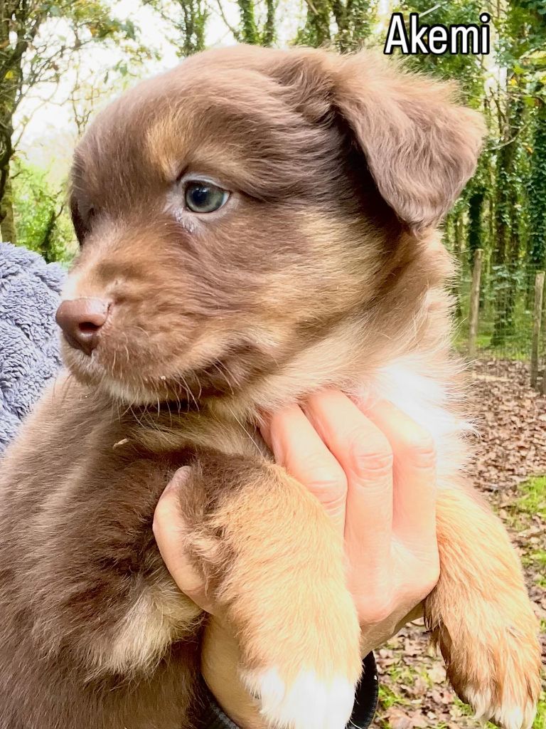 Cinq bébés attendent leur nouvelle famille pour la vie !