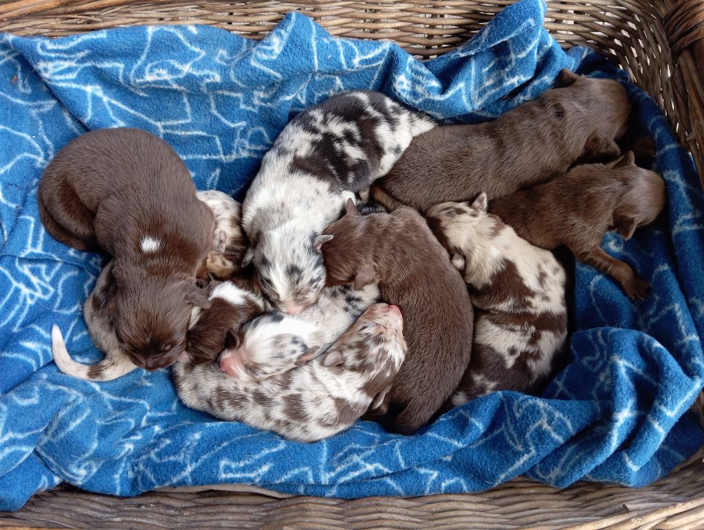 Splendide portée Olynn/Nawan multicolore !