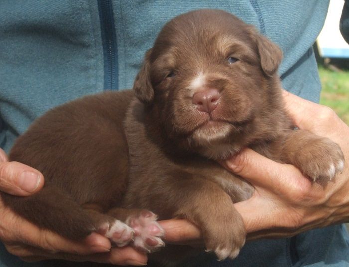 Du Royaume De Galadriel - Chiots disponibles - Berger Australien