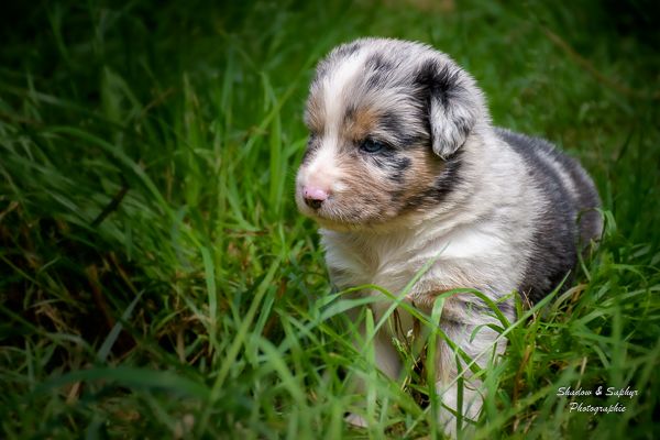 Du Royaume De Galadriel - Chiots disponibles - Berger Australien