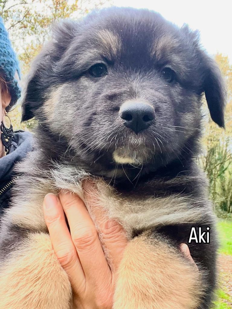 Du Royaume De Galadriel - Chiots disponibles - Berger Australien