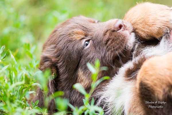 Du Royaume De Galadriel - Chiots disponibles - Berger Australien