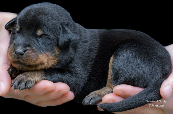 Chiot Berger de Beauce Du Royaume De Galadriel