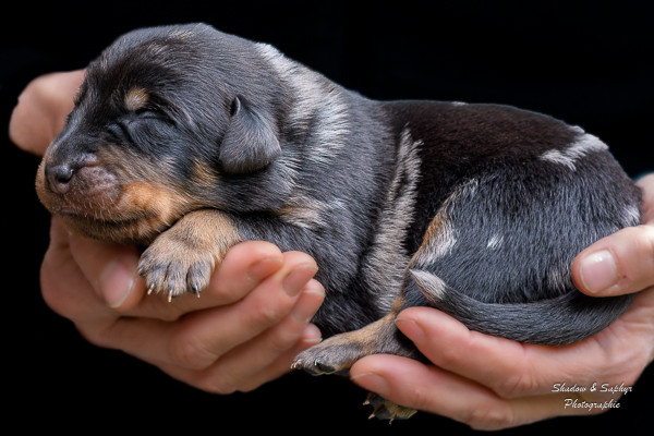 Du Royaume De Galadriel - Chiots disponibles - Berger de Beauce