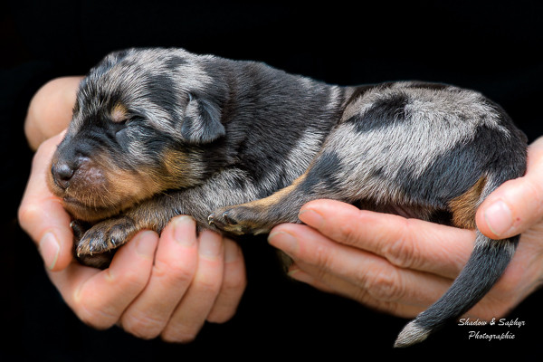 Du Royaume De Galadriel - Chiots disponibles - Berger de Beauce