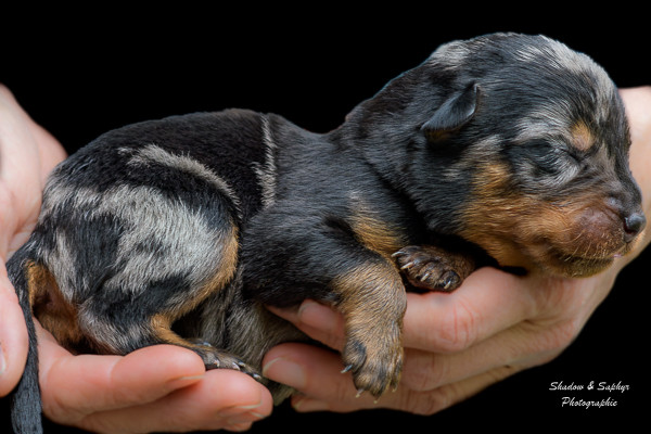 Du Royaume De Galadriel - Chiots disponibles - Berger de Beauce
