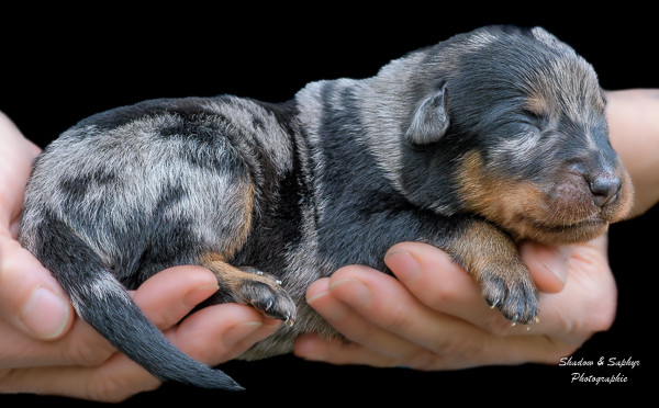 Du Royaume De Galadriel - Chiots disponibles - Berger de Beauce