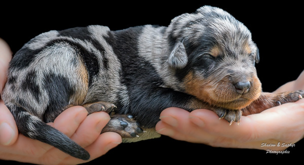 Du Royaume De Galadriel - Chiots disponibles - Berger de Beauce