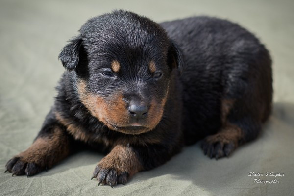 Du Royaume De Galadriel - Chiots disponibles - Berger de Beauce