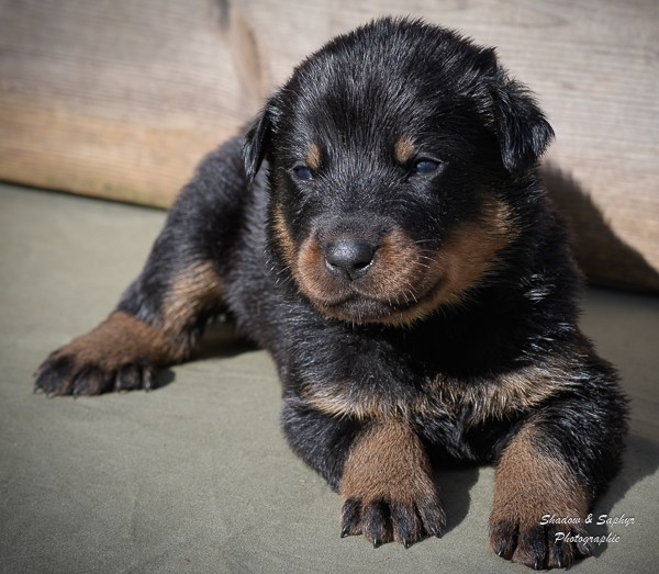 Du Royaume De Galadriel - Chiots disponibles - Berger de Beauce