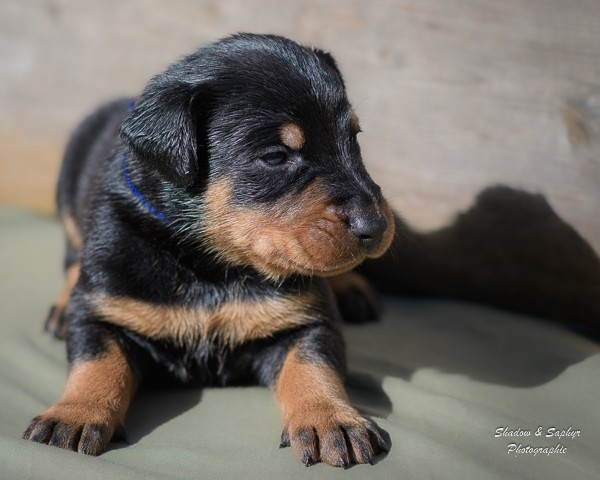 Du Royaume De Galadriel - Chiots disponibles - Berger de Beauce