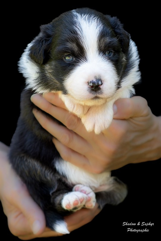 Du Royaume De Galadriel - Chiots disponibles - Berger Australien