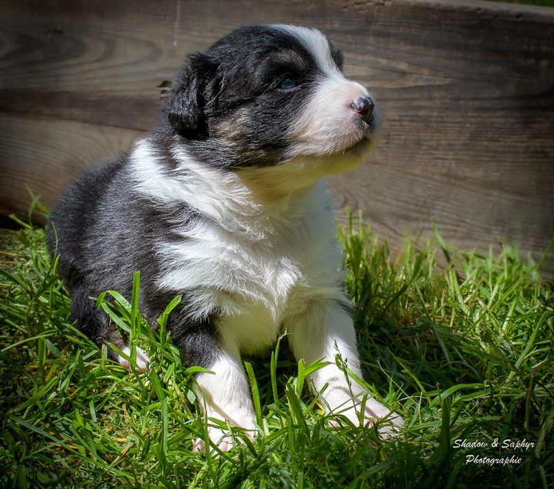 Du Royaume De Galadriel - Chiots disponibles - Berger Australien