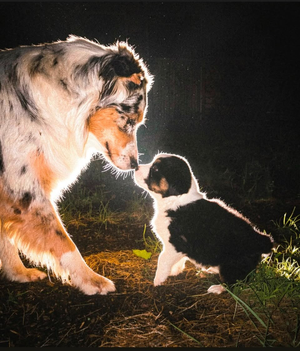 Du Royaume De Galadriel - Chiots disponibles - Berger Australien