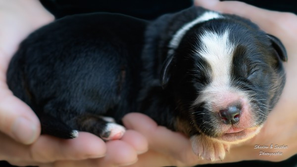 Du Royaume De Galadriel - Chiots disponibles - Berger Australien