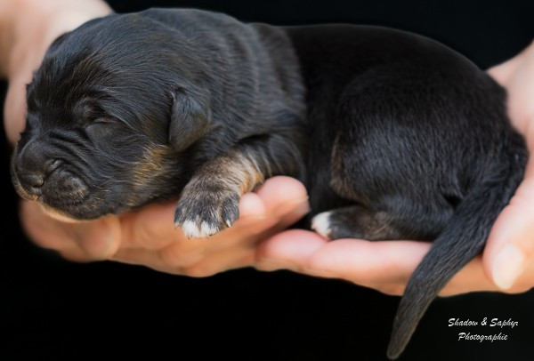 Du Royaume De Galadriel - Chiots disponibles - Berger Australien