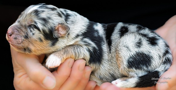 Du Royaume De Galadriel - Chiots disponibles - Berger Australien