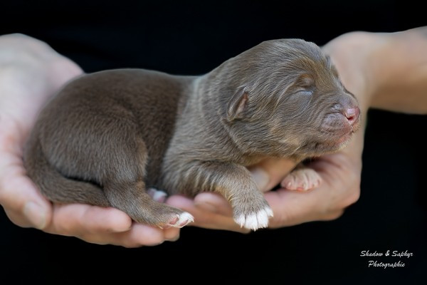 Du Royaume De Galadriel - Chiots disponibles - Berger Australien