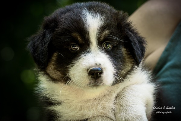 Du Royaume De Galadriel - Chiots disponibles - Berger Australien