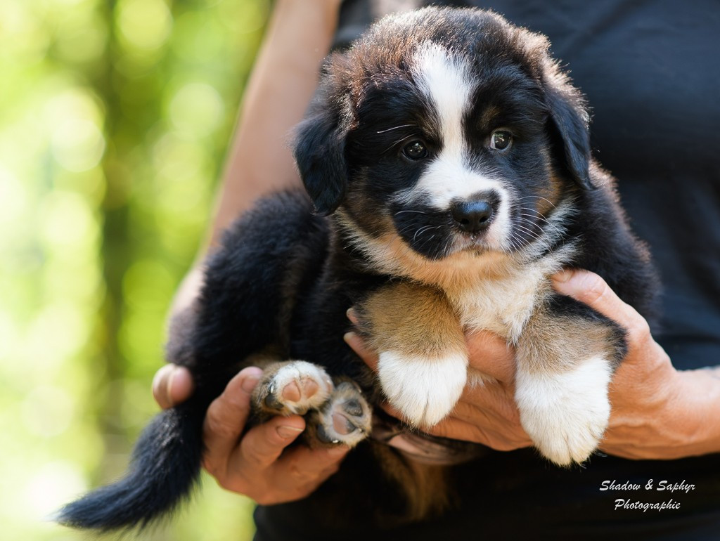 Du Royaume De Galadriel - Chiots disponibles - Berger Australien