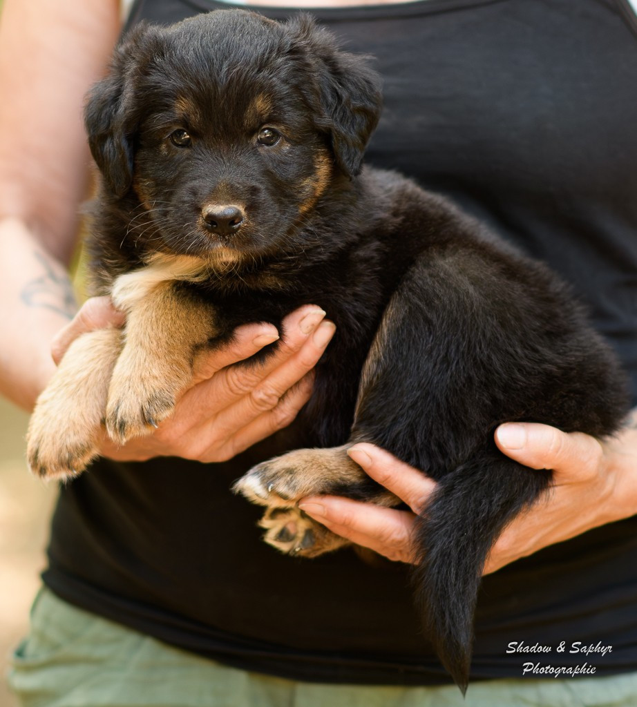 Du Royaume De Galadriel - Chiots disponibles - Berger Australien