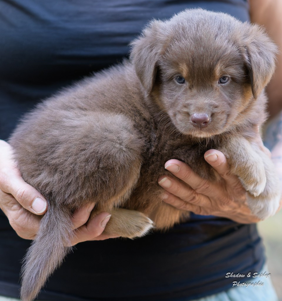 Du Royaume De Galadriel - Chiots disponibles - Berger Australien