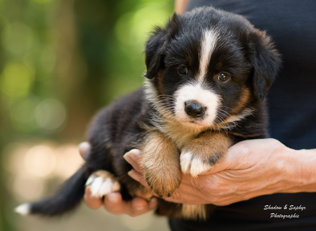 Du Royaume De Galadriel - Chiots disponibles - Berger Australien