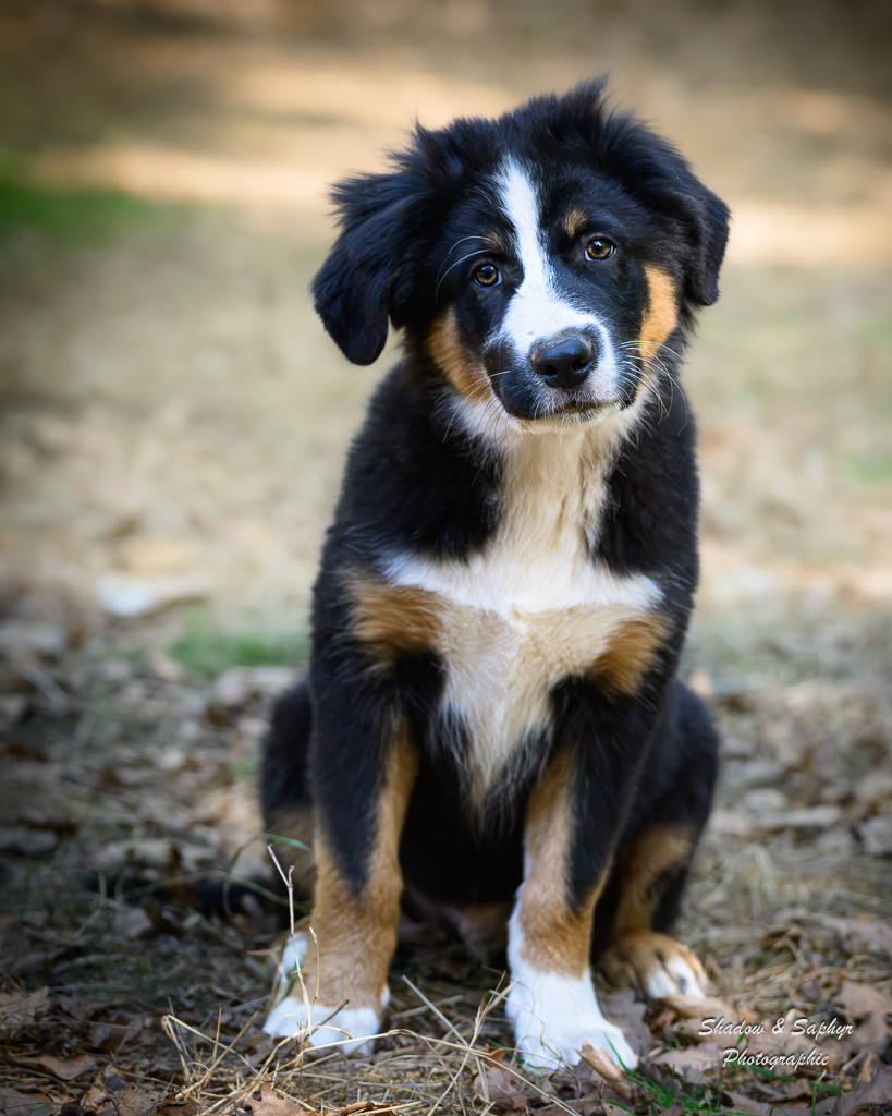 Du Royaume De Galadriel - Chiots disponibles - Berger Australien