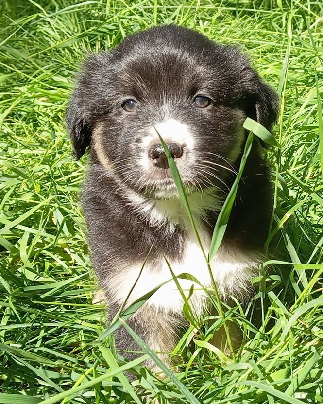 Du Royaume De Galadriel - Chiots disponibles - Berger Australien