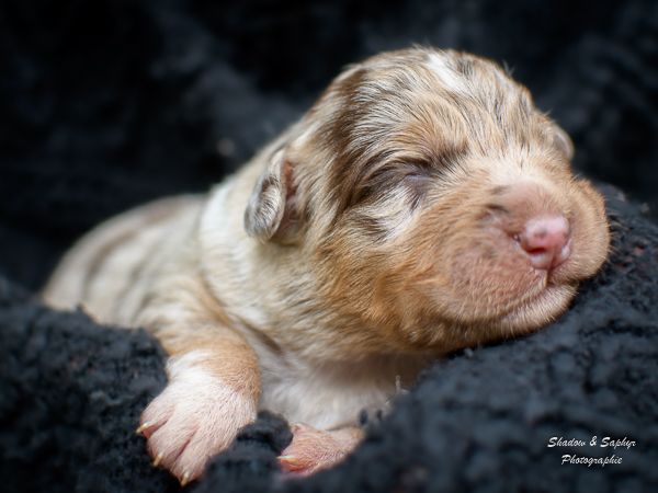 Du Royaume De Galadriel - Chiots disponibles - Berger Australien
