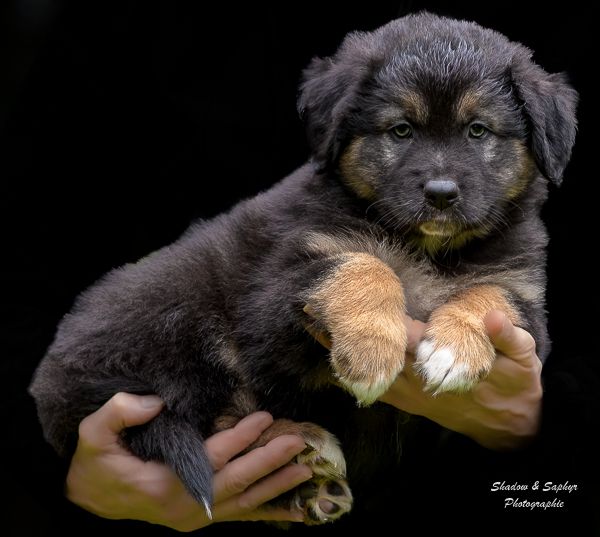 Du Royaume De Galadriel - Chiots disponibles - Berger Australien