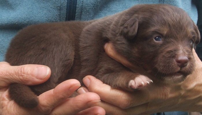 Du Royaume De Galadriel - Chiots disponibles - Berger Australien