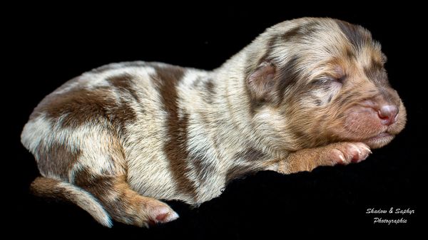 Du Royaume De Galadriel - Chiots disponibles - Berger Australien