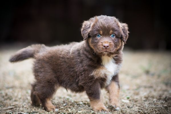Du Royaume De Galadriel - Chiots disponibles - Berger Australien