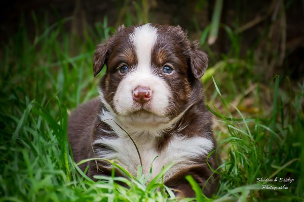 Du Royaume De Galadriel - Chiots disponibles - Berger Australien