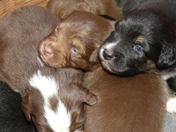Chiot Berger Australien Du Royaume De Galadriel