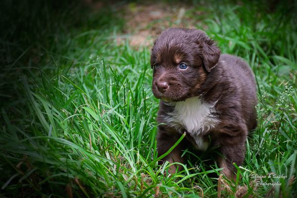 Du Royaume De Galadriel - Chiots disponibles - Berger Australien