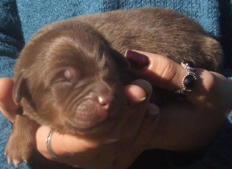 Du Royaume De Galadriel - Chiots disponibles - Berger Australien