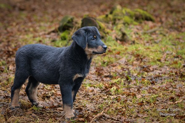 Du Royaume De Galadriel - Chiots disponibles - Berger de Beauce