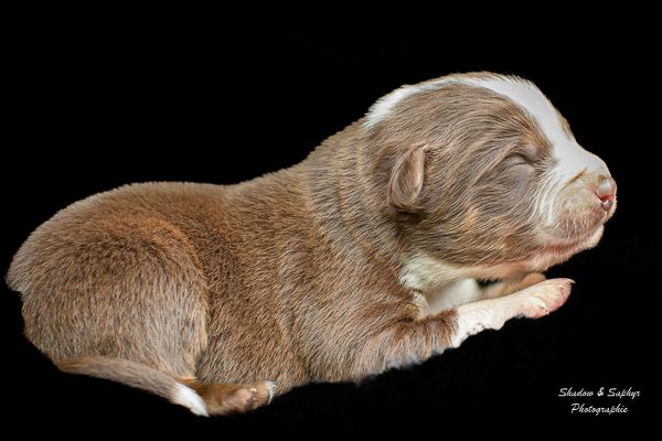 Du Royaume De Galadriel - Chiots disponibles - Berger Australien
