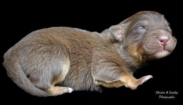 Du Royaume De Galadriel - Chiots disponibles - Berger Australien